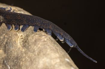 Media type: image;   Invertebrate Zoology 168055 Description: Digital photograph of specimen in life.;